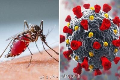 ارتباط سابقه عفونت دنگی با افزایش احتمال مبتلا شدن به كووید ۱۹