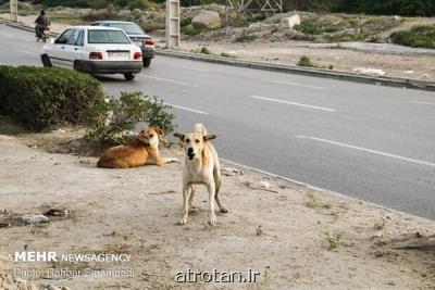 افزایش سگهای بلاصاحب دراهواز