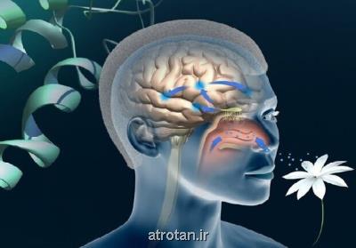 التهاب عامل از دست دادن حس بویایی در بیماران کرونائی