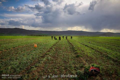 آبیاری برخی مزارع جنوب تهران با فاضلاب خطرناك