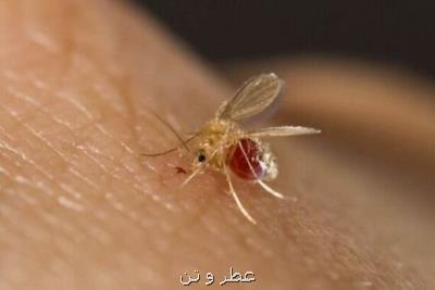 ایران یكی از 7 كشور آلوده به سالك