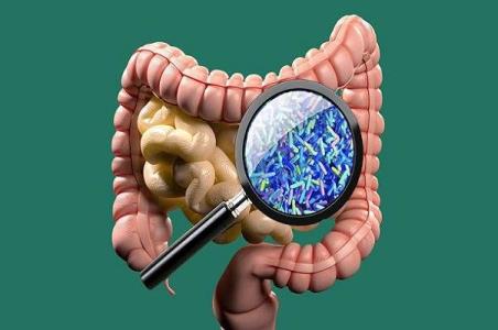 باكتری های روده به بازسازی سیستم ایمنی بدن كمك می كنند